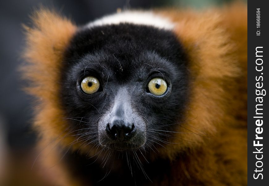 Close up of a red ruffed lemur with bright yellow eyes