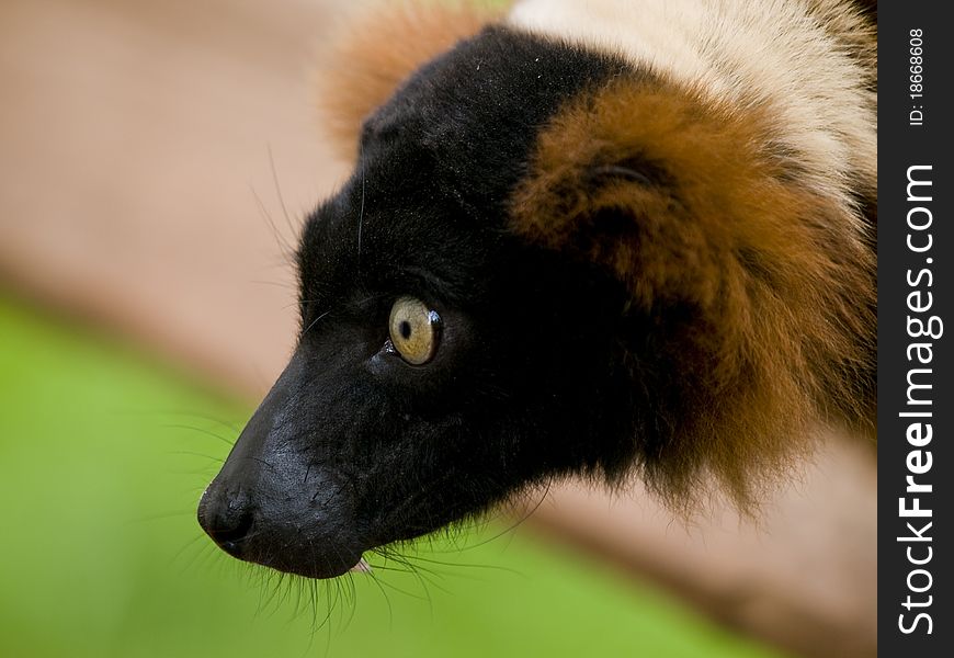 Close up of a red ruffed lemur with bright yellow eyes