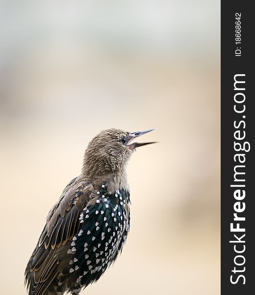 Beautiful European Starling or Common Starling singing