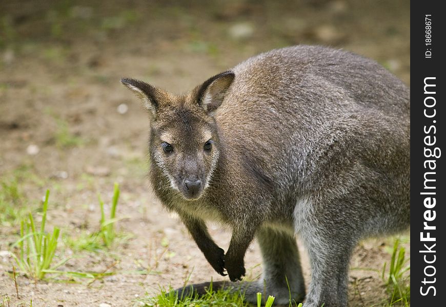 Small kangaroo looking intrigued to the camera