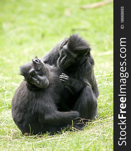 Two Crested Black Macaque (Macaca nigra) cleaning eachother