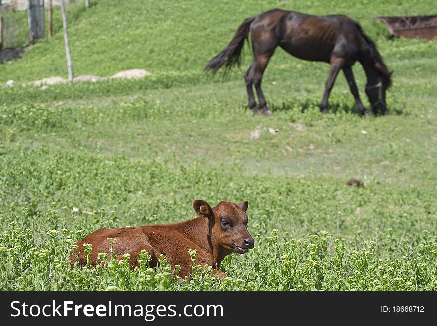 Claf and horse on the grassland