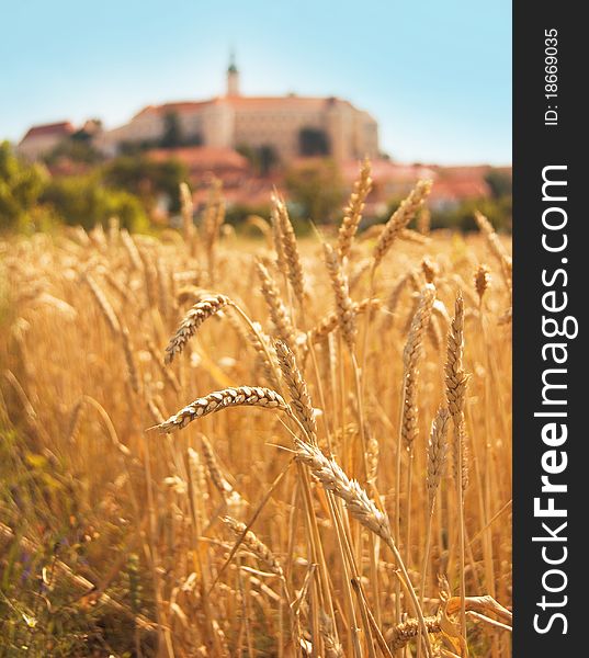 View of wheat field, golder rye.