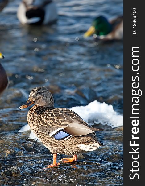 Grey duck in a river winter sunny day