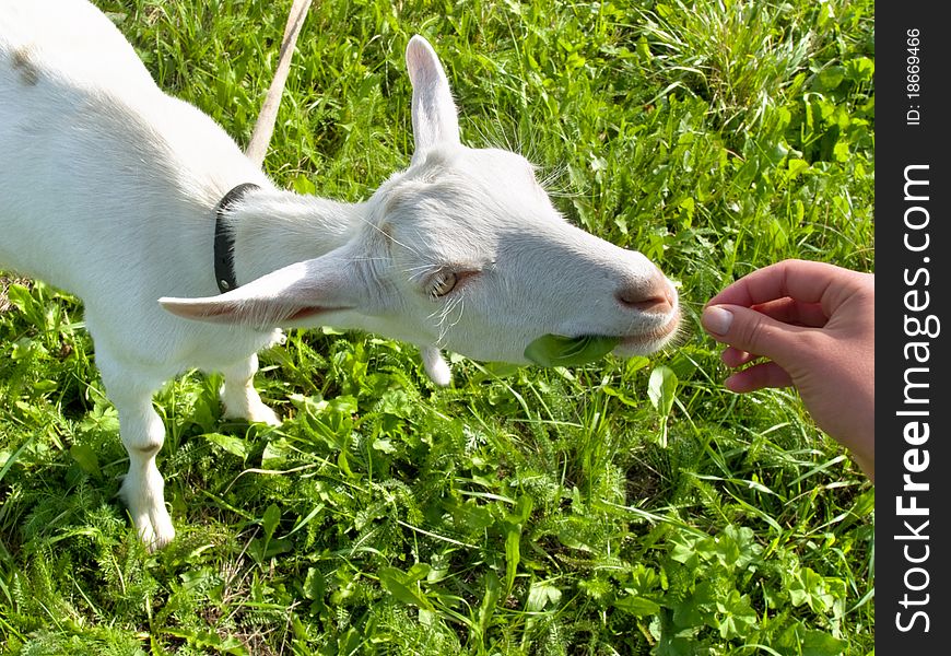 Goat on meadow feeding by girl