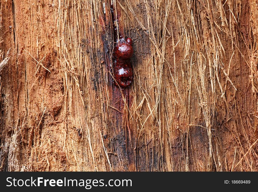 Close-up of the fringed bark of an eucalyptus tree trunk with red resin extruding. Close-up of the fringed bark of an eucalyptus tree trunk with red resin extruding
