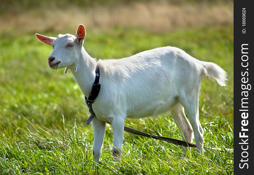 White goat on green meadow