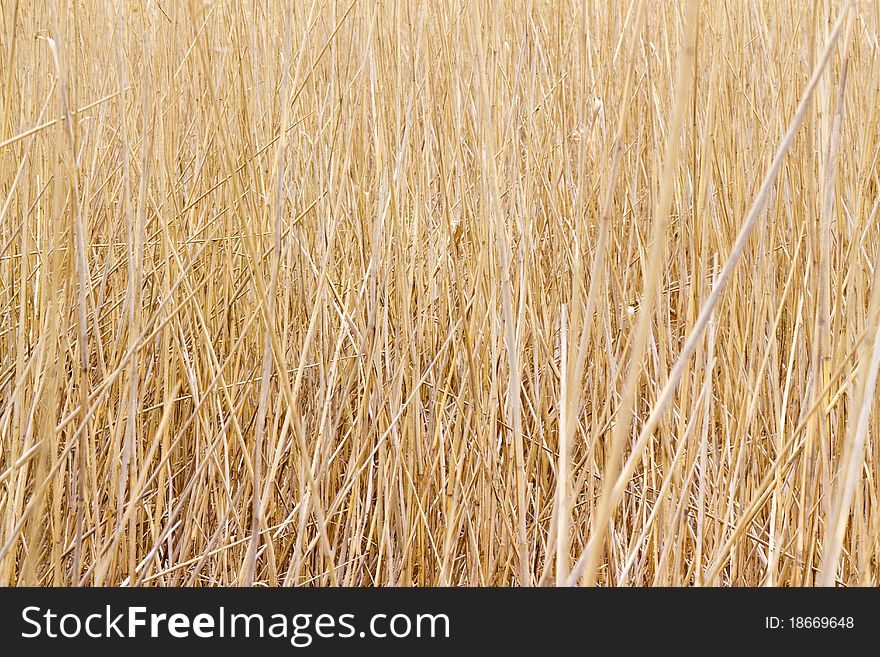Dry Reed