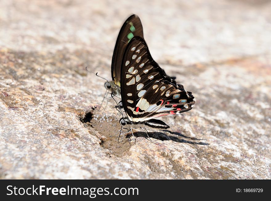 A pair of butterflies perching on a rock