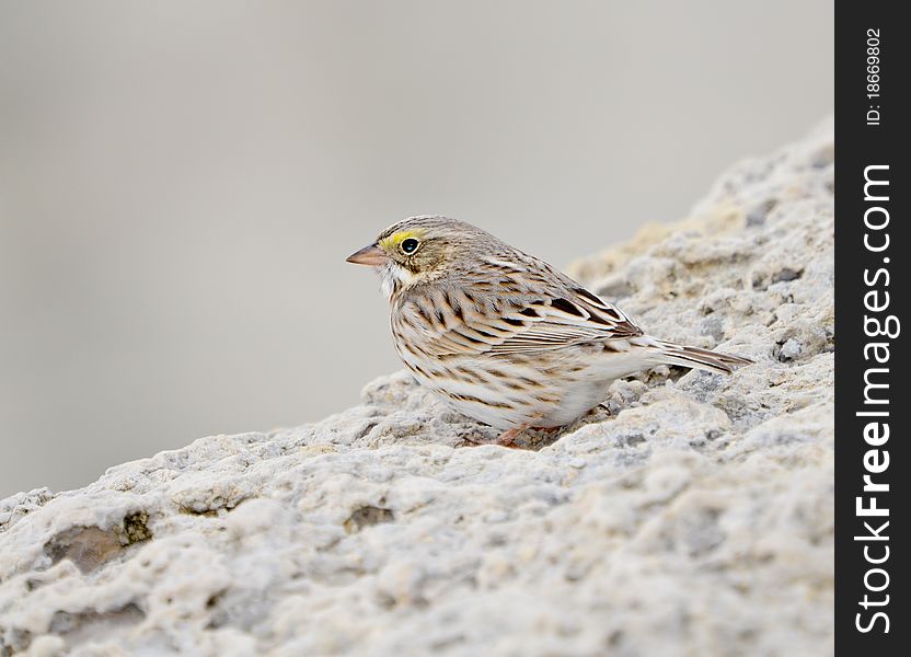 Savannah sparrow (ipswich) perched on rock in Barnegat NJ. Savannah sparrow (ipswich) perched on rock in Barnegat NJ