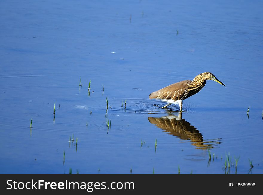 Indian Pond Heron in his natural habitat