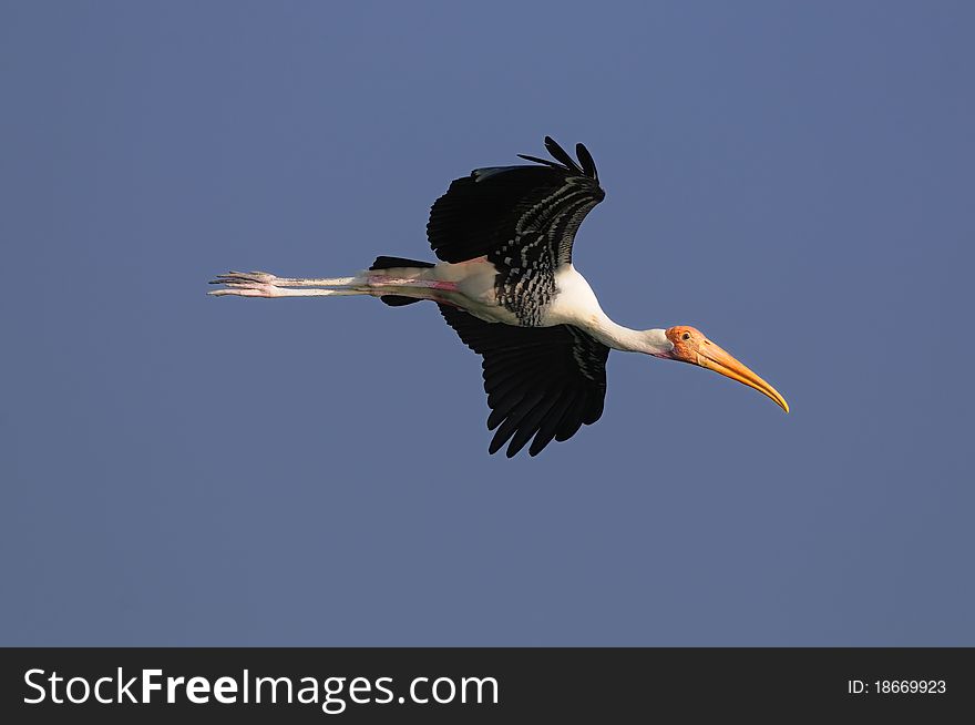 Painted Stork