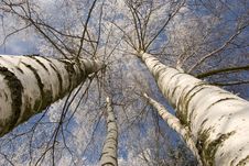Winter Birches In White Rime Royalty Free Stock Image