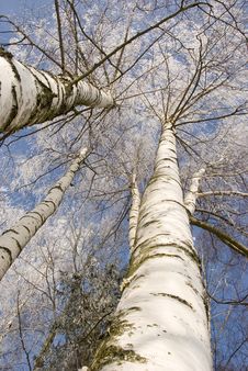 Winter Birches In White Rime Royalty Free Stock Images Winter Birches In White Rime Royalty Free Stock Images