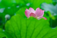 Pink Lotus Royalty Free Stock Photos