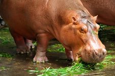 Hippopotamus Stock Images Hippopotamus Stock Images