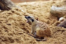 Suricate Or Meerkat (Suricata Suricatta) Royalty Free Stock Photo Suricate Or Meerkat (Suricata Suricatta) Royalty Free Stock Photo