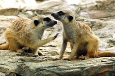 Suricate Or Meerkat (Suricata Suricatta) Stock Photo Suricate Or Meerkat (Suricata Suricatta) Stock Photo