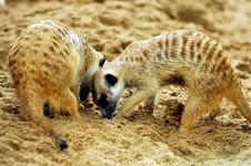 Suricate Or Meerkat (Suricata Suricatta) Royalty Free Stock Photography Suricate Or Meerkat (Suricata Suricatta) Royalty Free Stock Photography