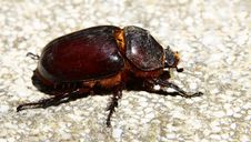 Rhinoceros Beetle Stock Photos Rhinoceros Beetle Stock Photos