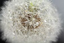 Head Of Dandelion, Macro Royalty Free Stock Image Head Of Dandelion, Macro Royalty Free Stock Image