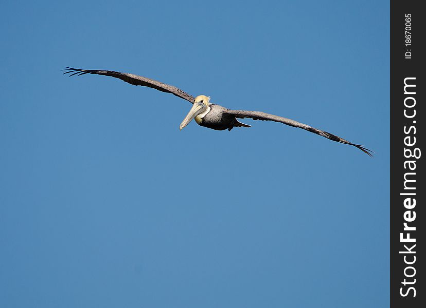 Brown Pelican observed in South Carolina. Brown Pelican observed in South Carolina