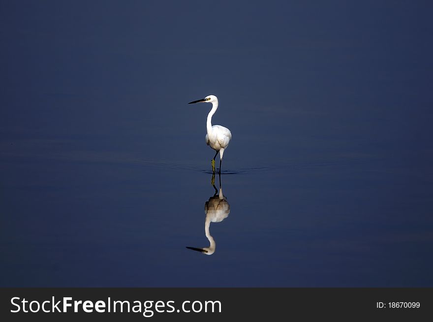 Little Egret in its natural habitat