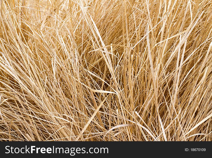 Dry grass