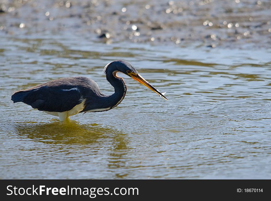 Tricolored Heron ( Egretta Tricolor)