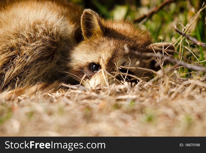 Racoon in grass in front of shrubs. Racoon in grass in front of shrubs