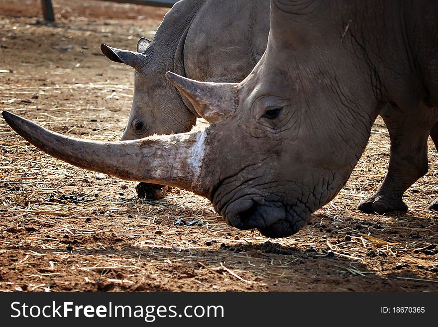 White Rhino Mother And Calf