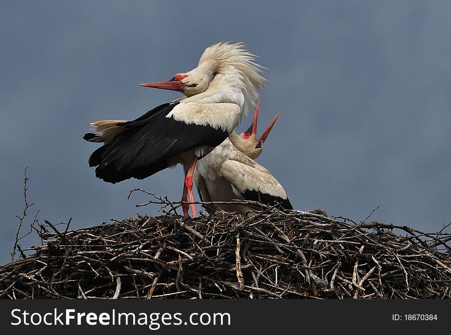 Storks in the nest on top of the house