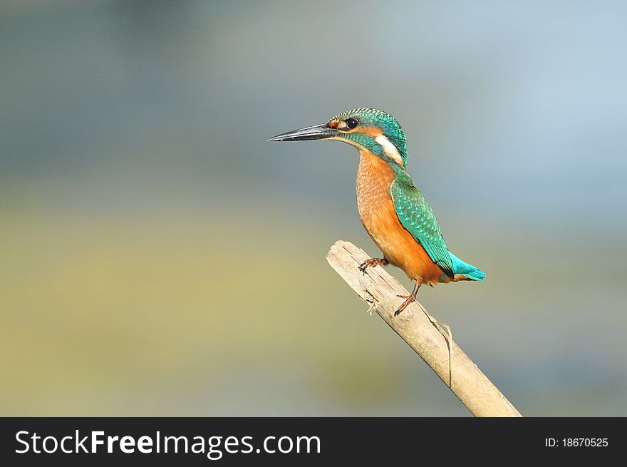 Malachite Kingfisher percahd on branch against blue sky