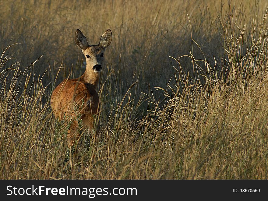 Deer in high autumn grass. Deer in high autumn grass