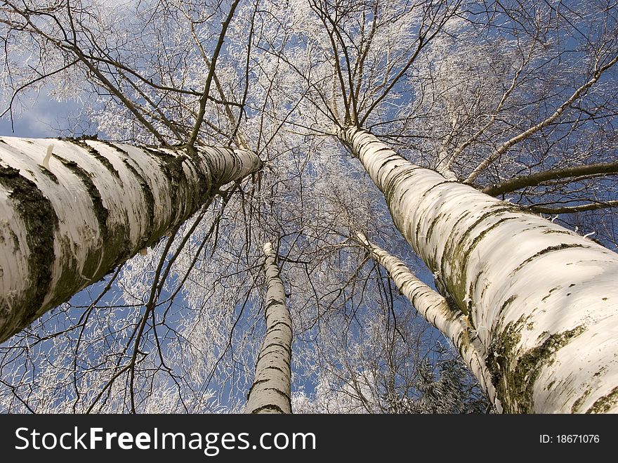 Winter birches in white rime on sky background horizontal picture