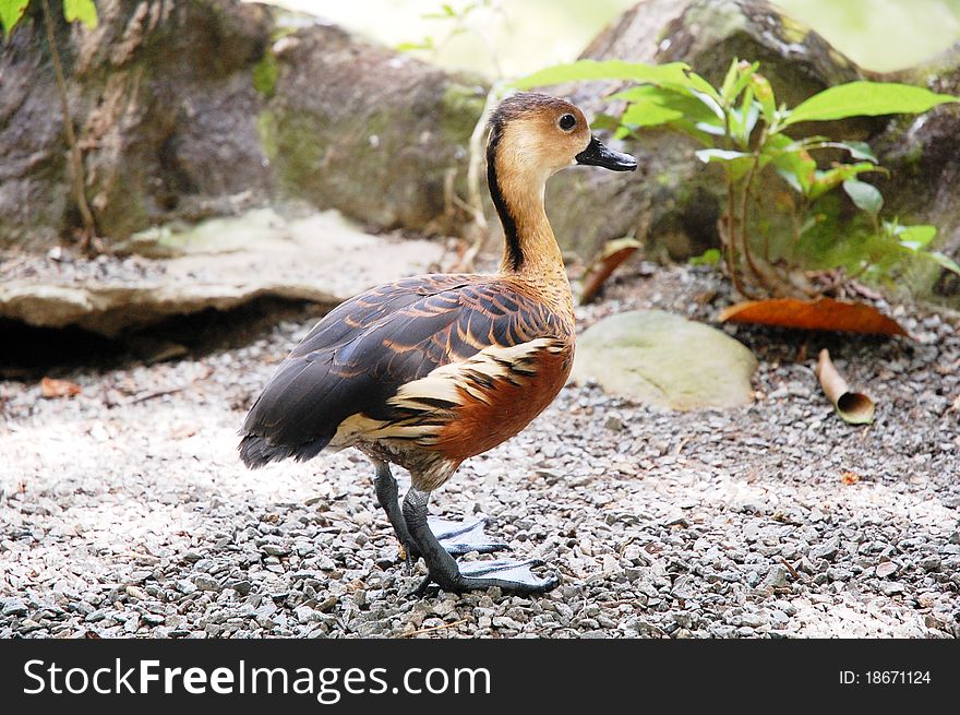 Close up of small duck near the pond