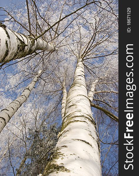 Winter Birches In White Rime