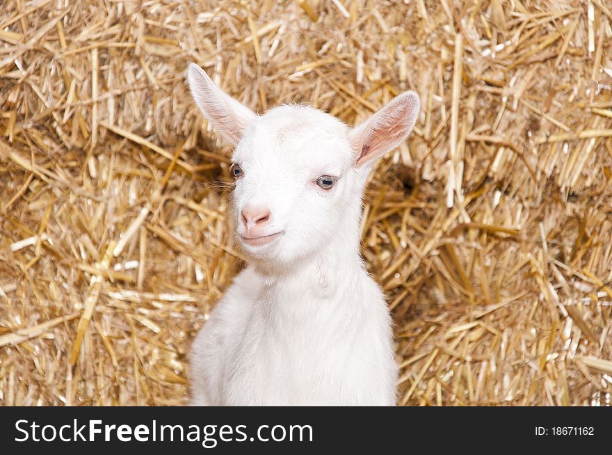 A baby goat standing on staw bedding in an indoor animal pen