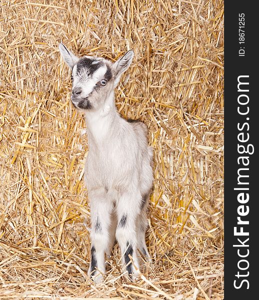 A baby goat standing on staw bedding in an indoor animal pen
