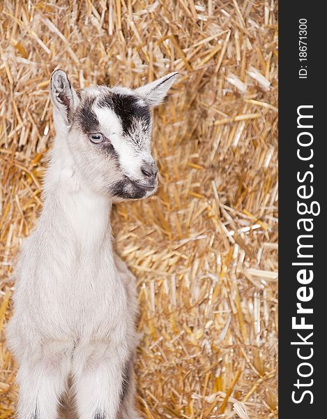 A baby goat standing on staw bedding in an indoor animal pen