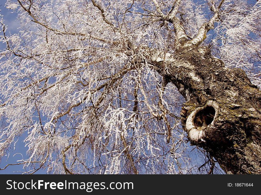 Old big birch in white hoar and sky background