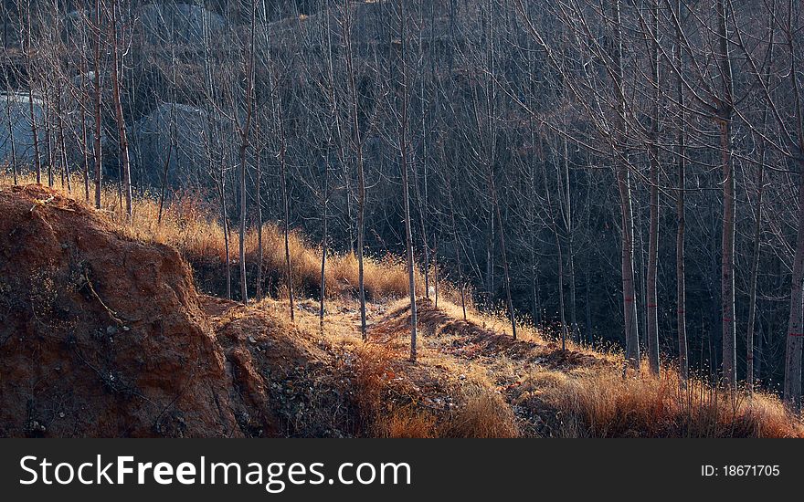 Poplar Trees In Winter