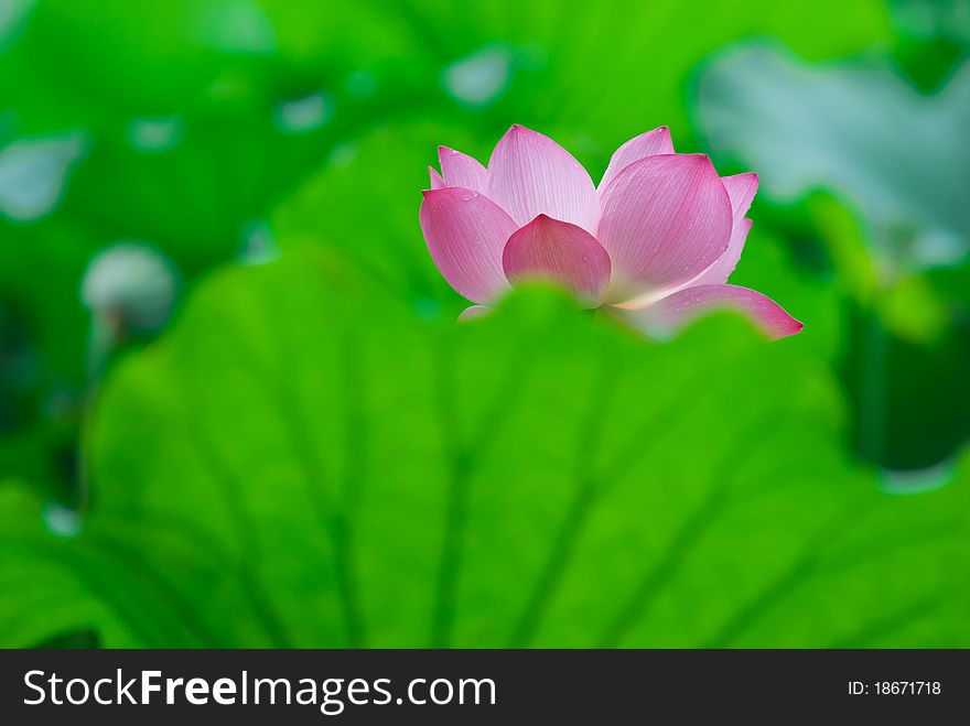 Pink lotus flower blooming at summer.East asia people like this flower.