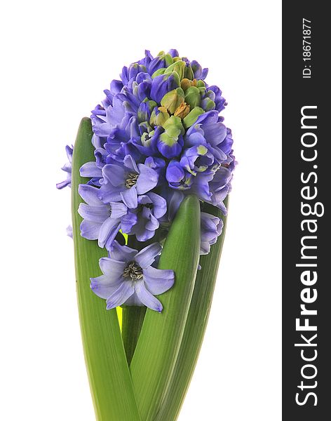 Blue hyacinth on white background