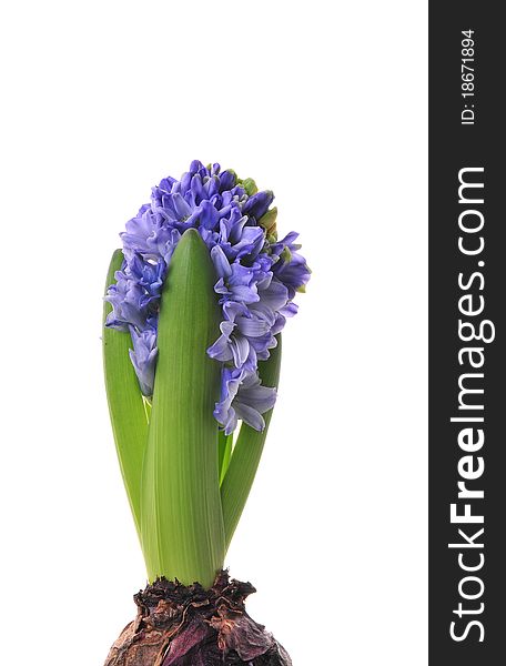 Blue hyacinth on white background