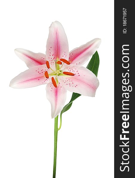 A greeting floral lily on decorating. A greeting floral lily on decorating