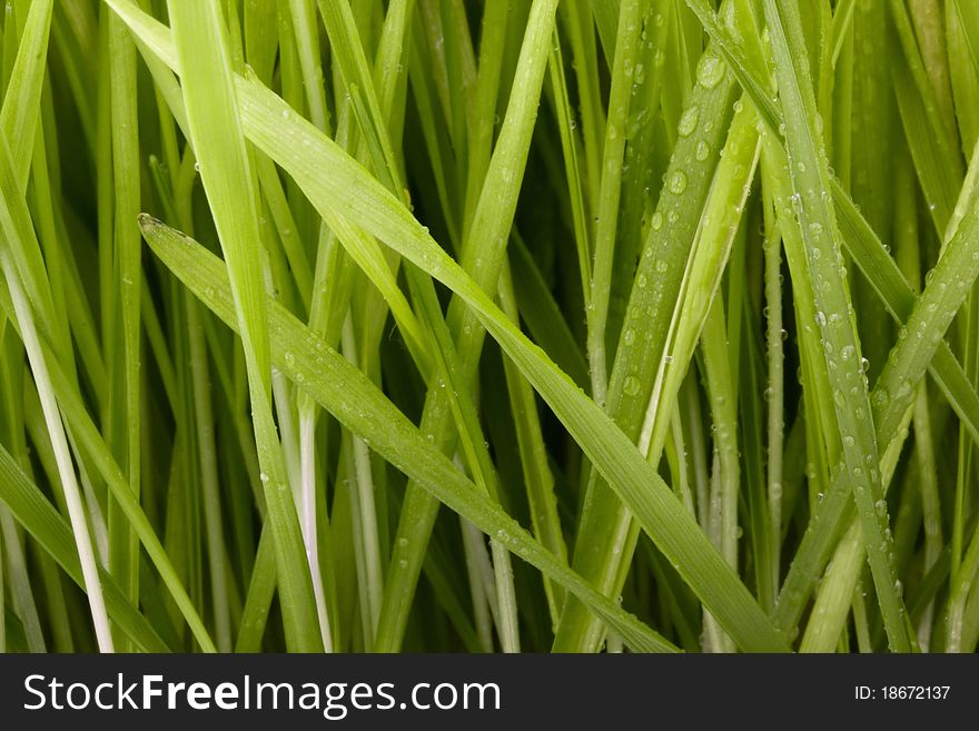 Close-up of many green grass blades as a background.