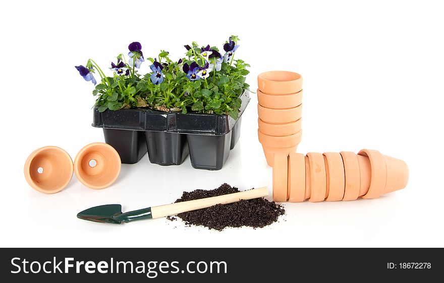 Gardening violet blue pansy in terracotta flowerpots isolated over white. Gardening violet blue pansy in terracotta flowerpots isolated over white