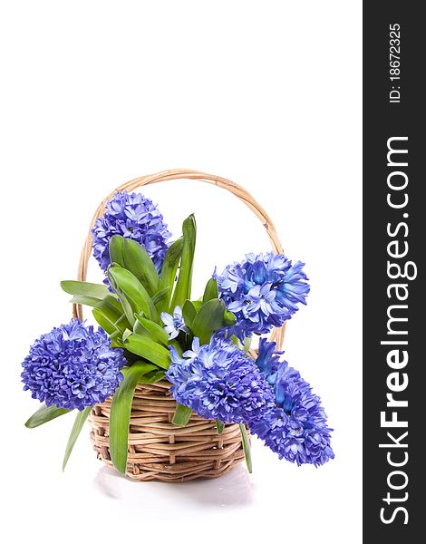 A wicker basket with blue hyacinths isolated over white