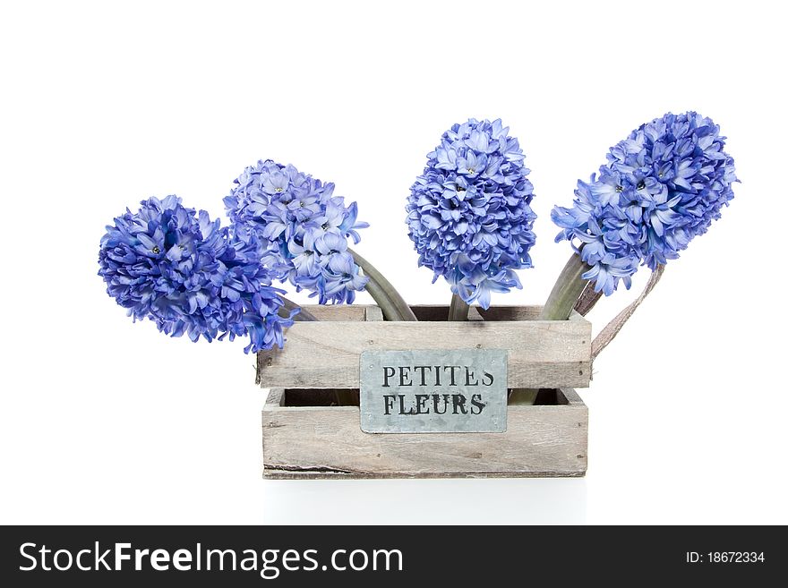 Four blue Hyacinths in a wooden planter isolated over white